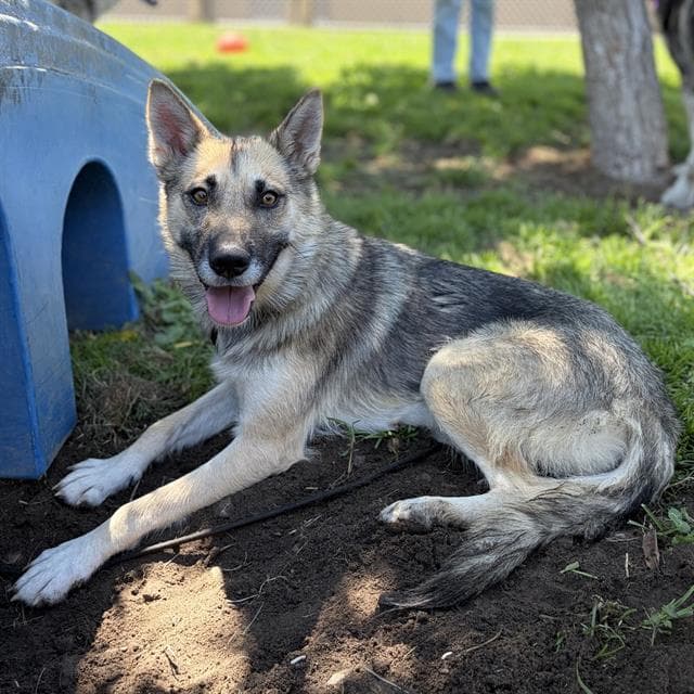 Marlow - German Shepherd Dog