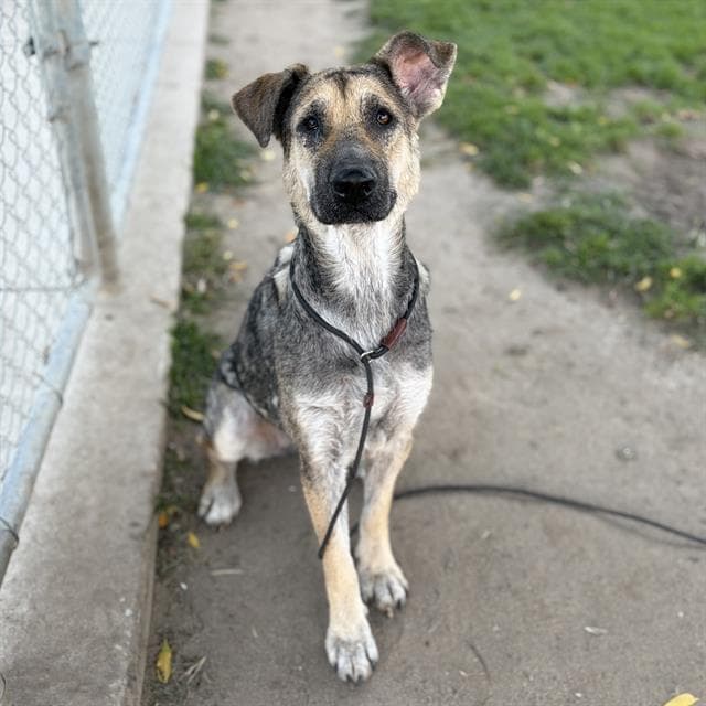 Lynn - German Shepherd Dog