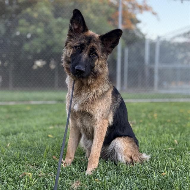 Unknown - German Shepherd Dog