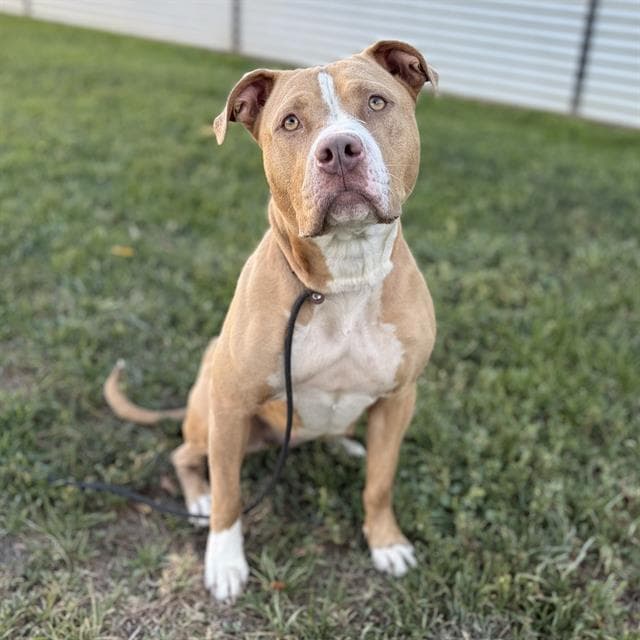 Unknown - Pit Bull Terrier