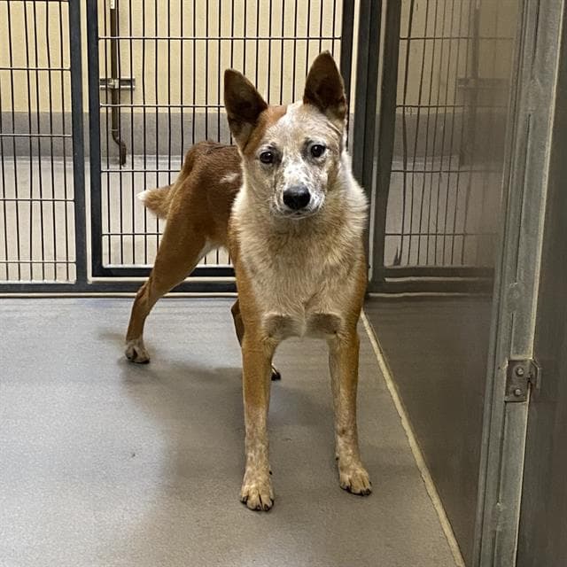 Unknown - Australian Cattle Dog/Blue Heeler