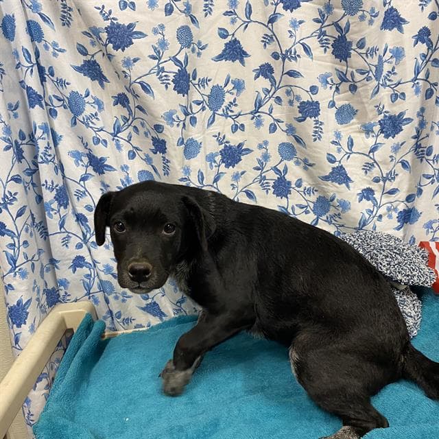 Unknown - Queensland Heeler