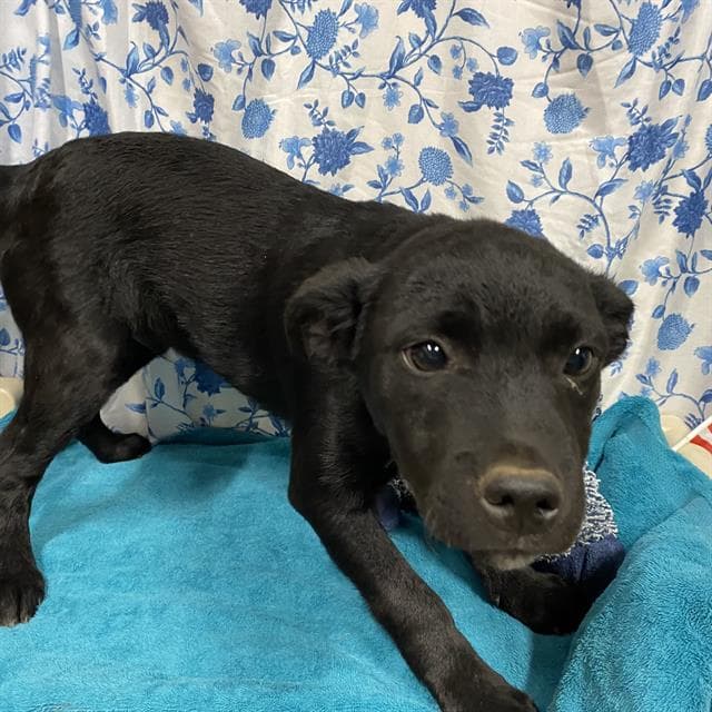 Unknown - Queensland Heeler