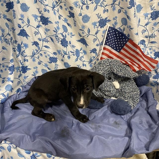 Unknown - Pit Bull Terrier
