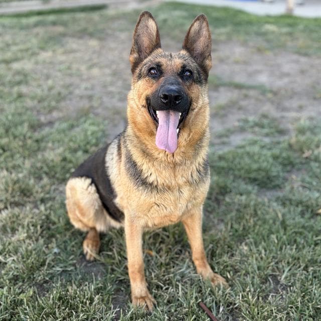 Unknown - German Shepherd Dog