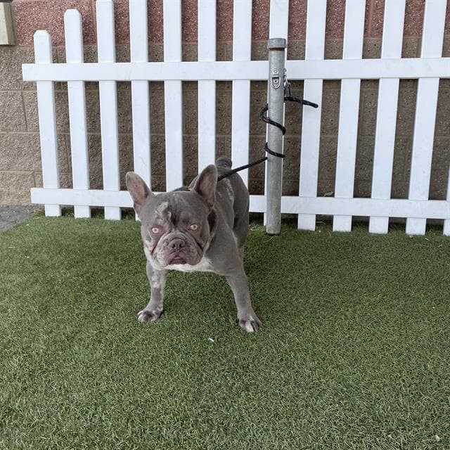 Unknown - French Bulldog