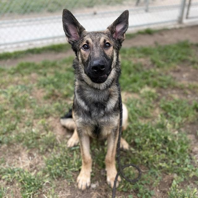 Dodger - German Shepherd Dog