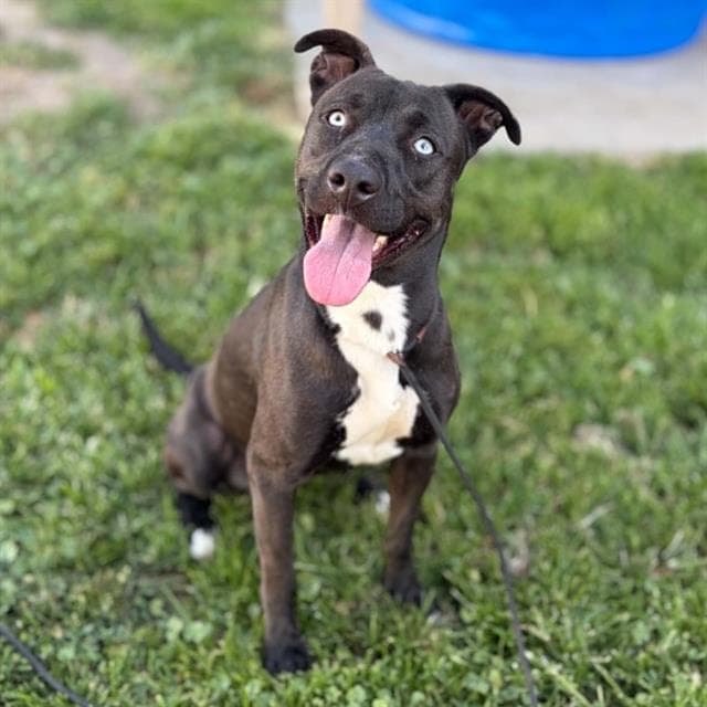 Linda - Pit Bull Terrier