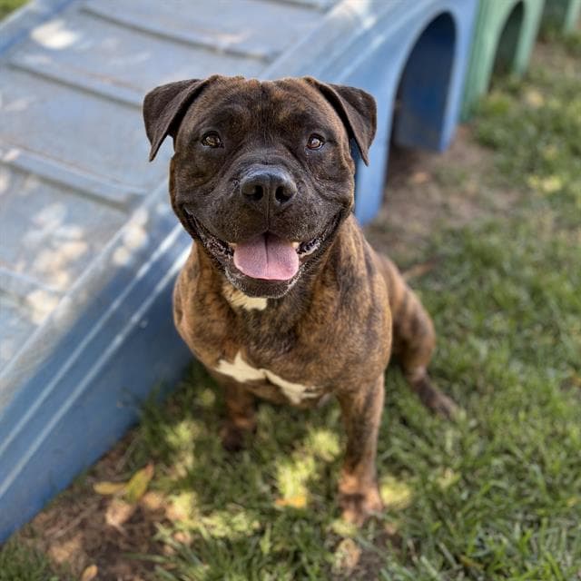 Oberon - Pit Bull Terrier