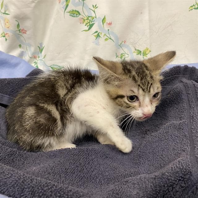 Unknown - Domestic Short Hair