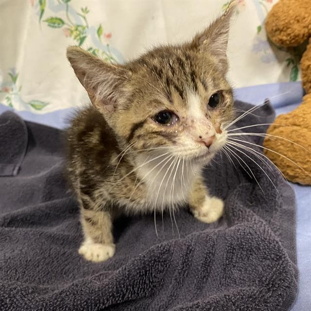 Unknown - Domestic Short Hair
