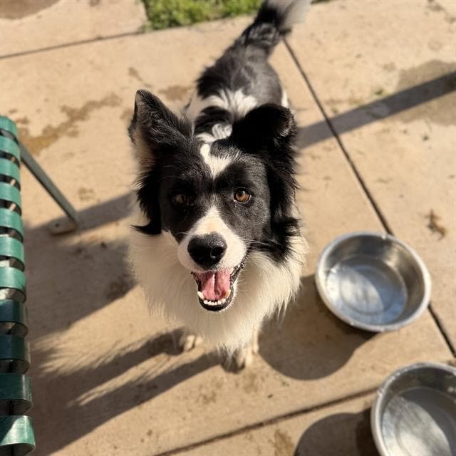 Pinto - Border Collie