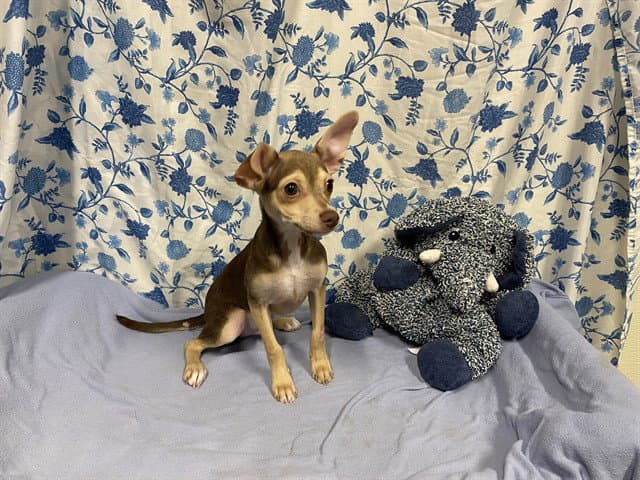 Koda - Chihuahua