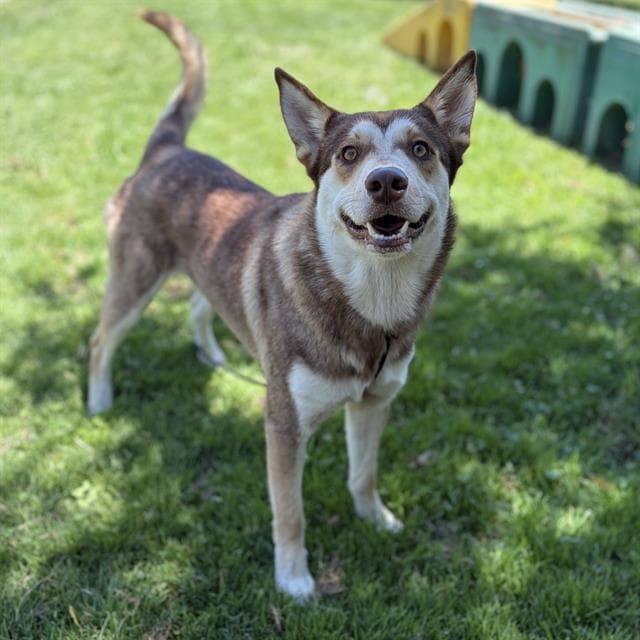 Jace - Siberian Husky