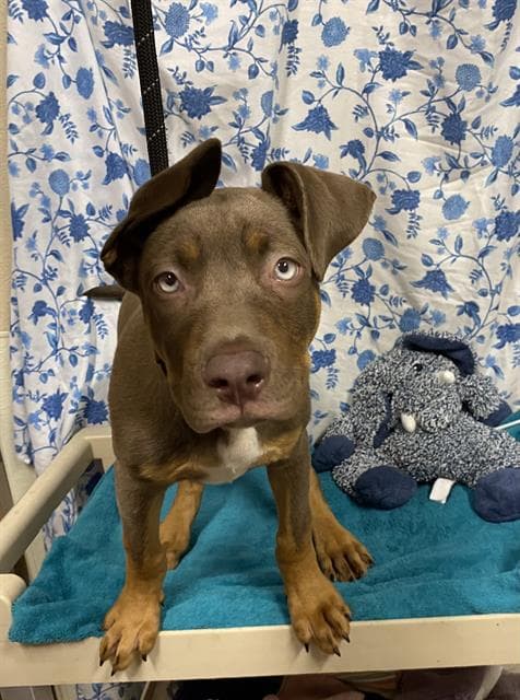 Unknown - Pit Bull Terrier