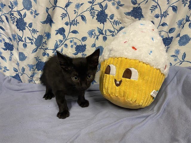 Unknown - Domestic Short Hair
