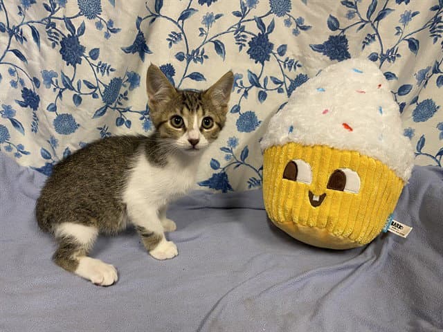 Unknown - Domestic Short Hair