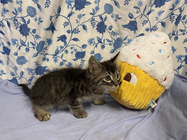 Unknown - Domestic Medium Hair