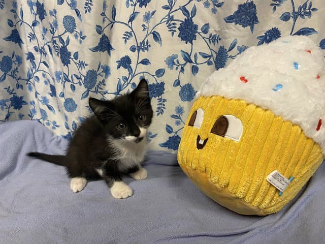 Unknown - Domestic Short Hair