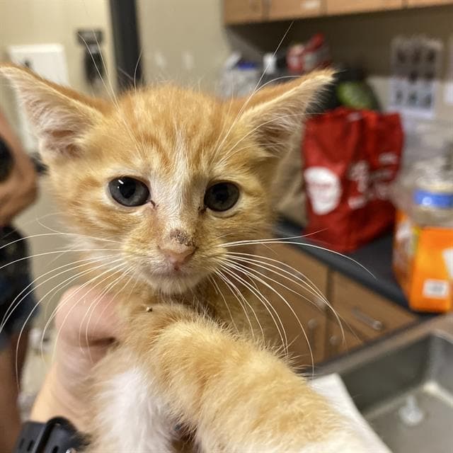 Sherbert - Domestic Short Hair