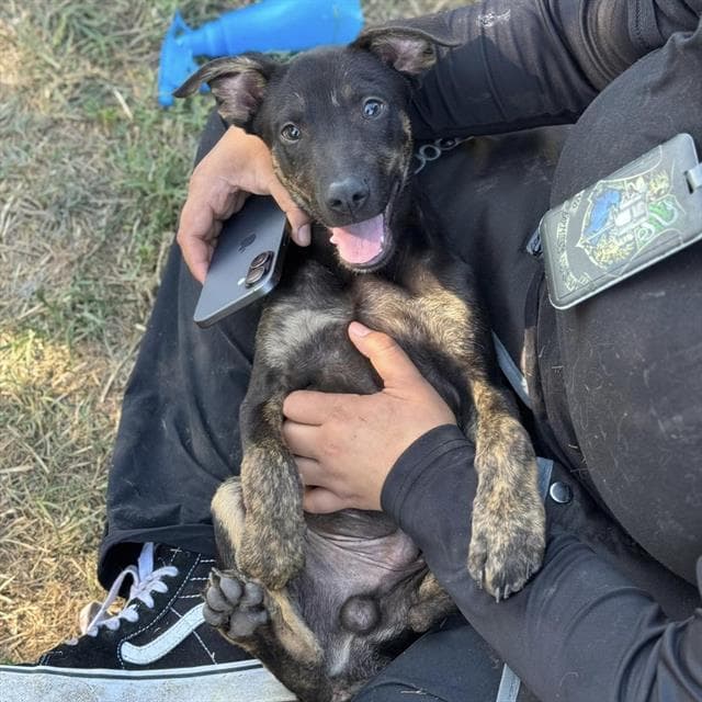 Altair - Doberman Pinscher