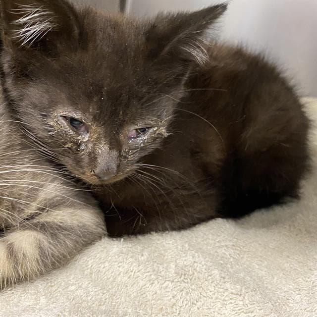 Unknown - Domestic Medium Hair