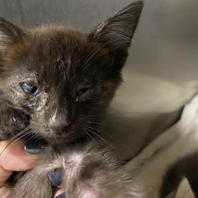 Unknown - Domestic Medium Hair