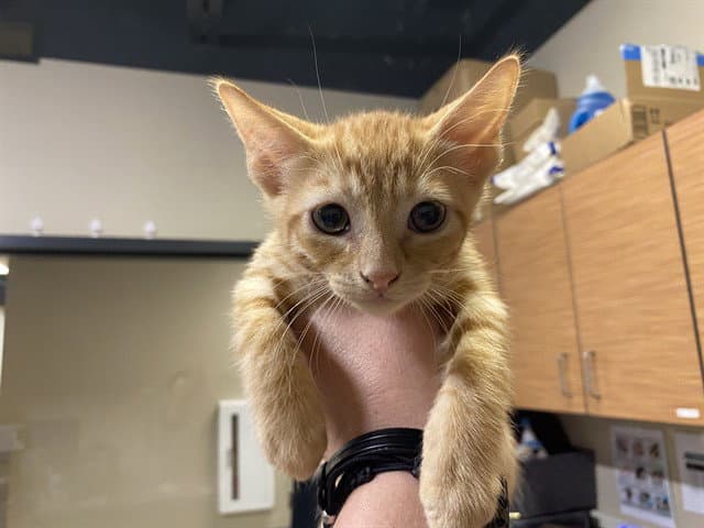Unknown - Domestic Short Hair