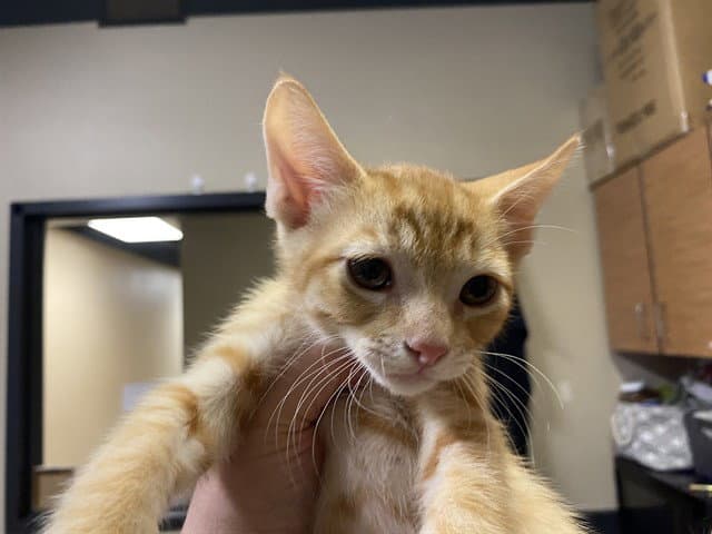 Unknown - Domestic Short Hair