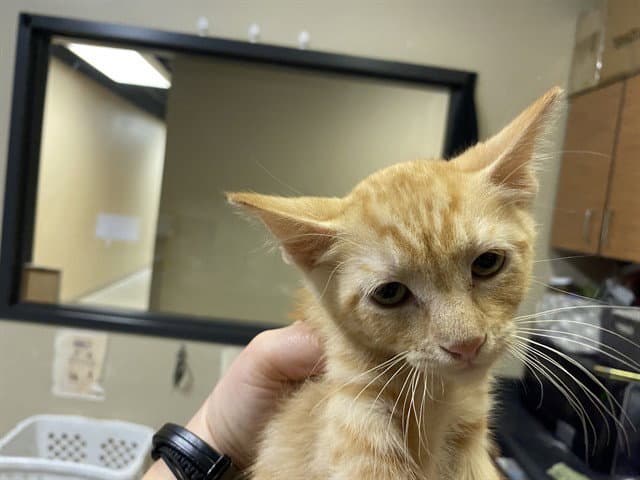Unknown - Domestic Short Hair
