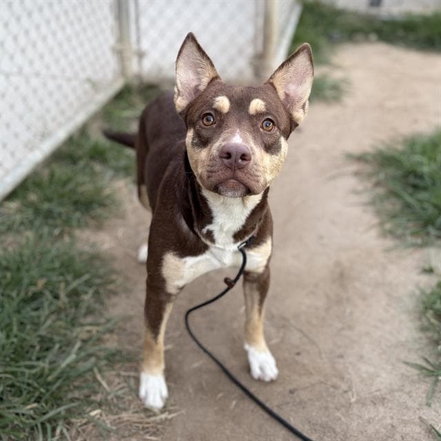 Coppertone - Siberian Husky