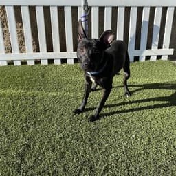 Blackie image 1