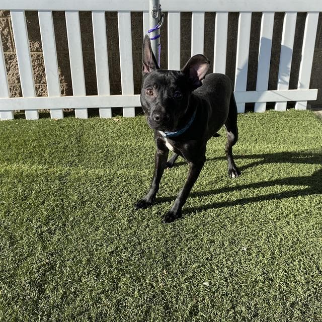 Blackie - Staffordshire Bull Terrier