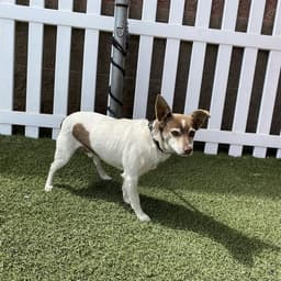 Jack image 1