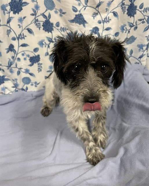 Unknown - Poodle (Miniature)