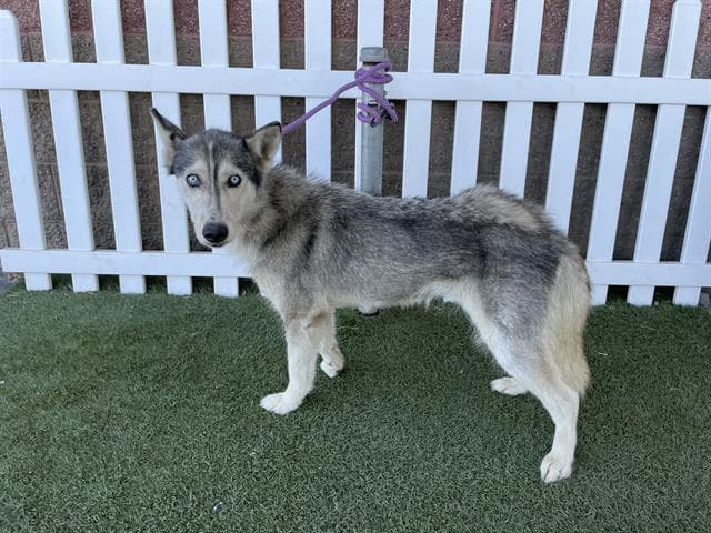 Unknown - Siberian Husky