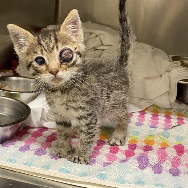 Unknown - Domestic Short Hair
