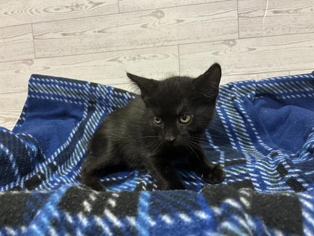 Aglet - Domestic Short Hair