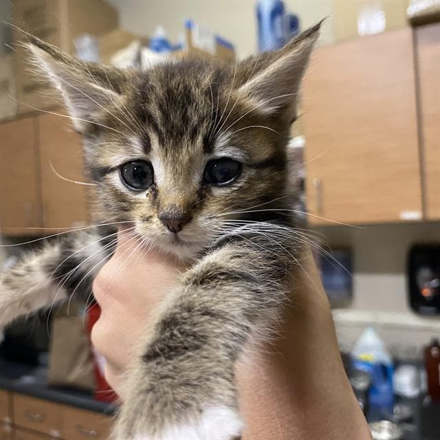 Speedy - Domestic Medium Hair