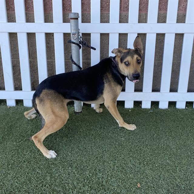 Sophie - German Shepherd Dog