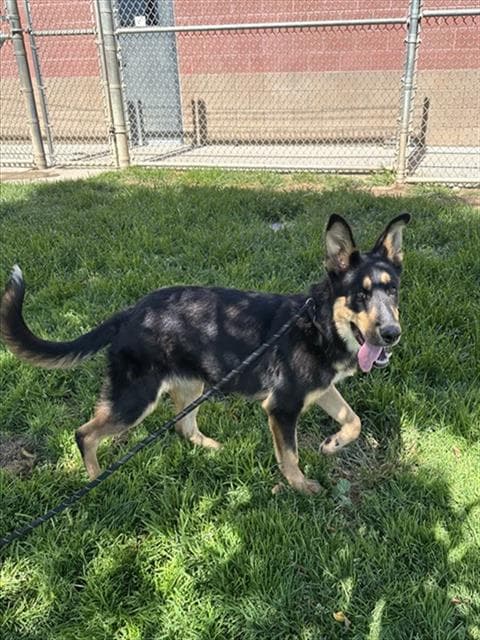 Unknown - German Shepherd Dog