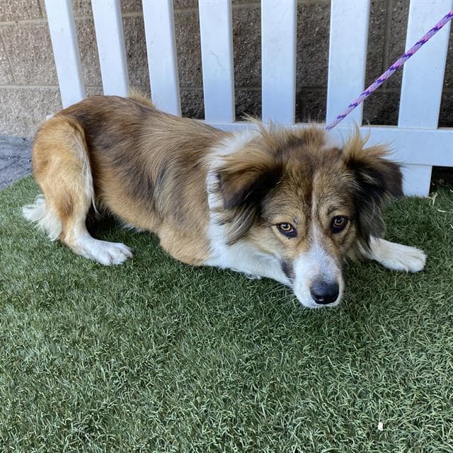 Unknown - Australian Shepherd