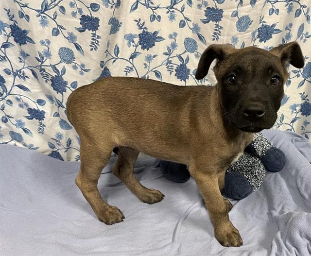 Unknown - Belgian Shepherd Malinois