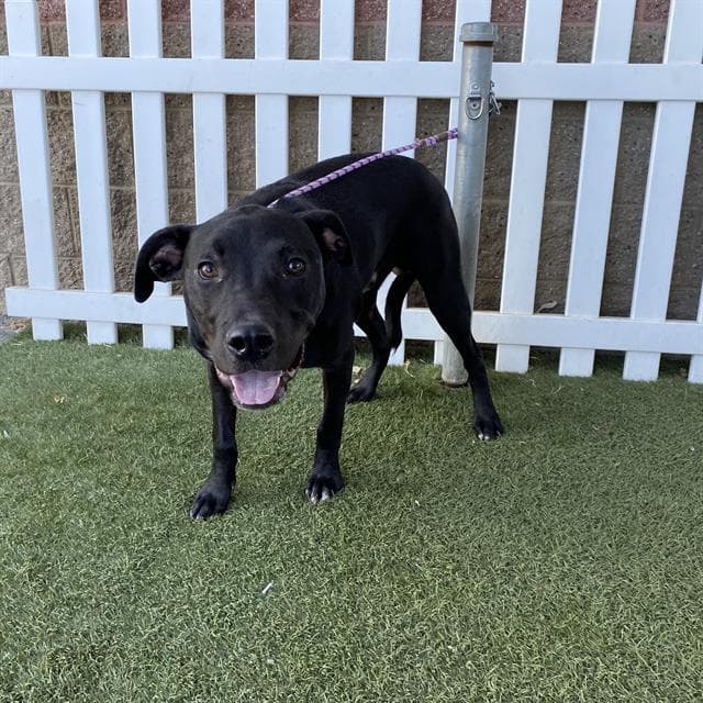 Unknown - Pit Bull Terrier