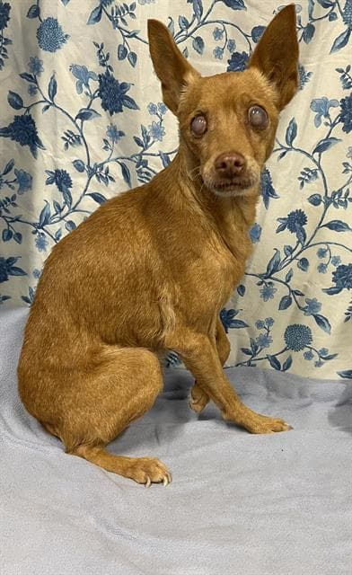 Unknown - Miniature Pinscher