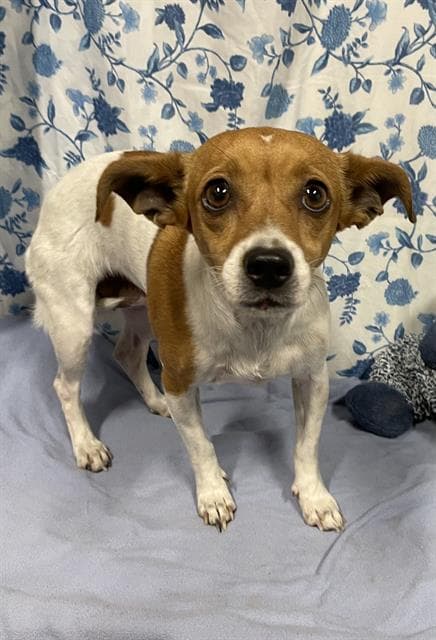 Unknown - Jack Russell Terrier (Parson Russell Terrier)