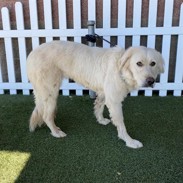 Unknown - Kuvasz