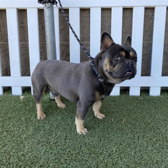 Unknown - French Bulldog
