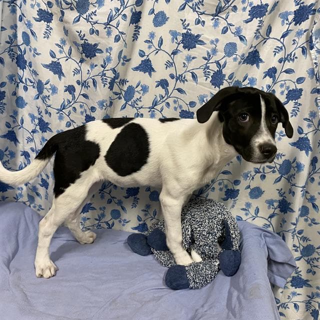 Unknown - American Staffordshire Terrier