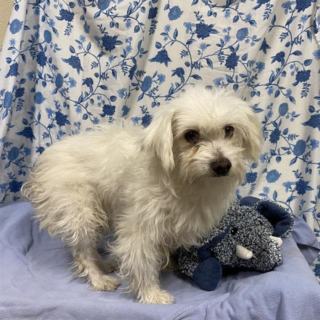 Unknown - Maltese